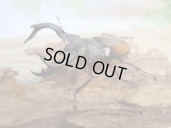 画像1: ☆新成虫☆パリーフタマタクワガタ(亜種エロンガトゥス)♂78ミリ♀45ミリペアペア販売!! (1)