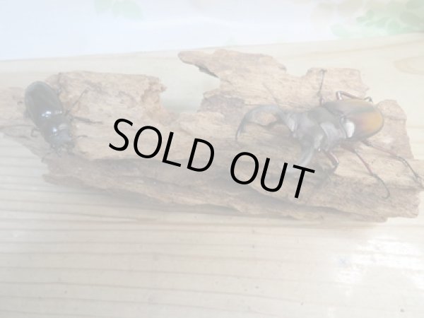 画像5: ☆新成虫☆パリーフタマタクワガタ(亜種エロンガトゥス)♂78ミリ♀45ミリペアペア販売!! (5)