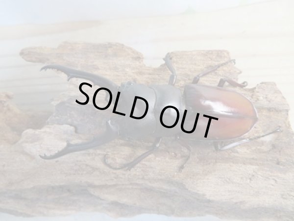 画像2: ☆大型新成虫☆ツカモトフタマタクワガタ♂82ミリ♀41ミリペア販売!! (2)