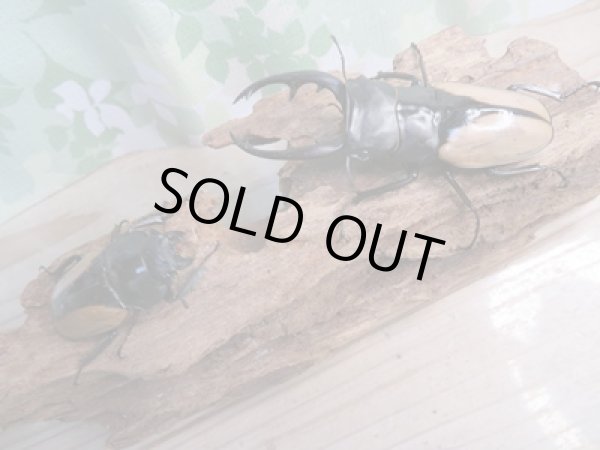 画像5: くろねこチャンネルから入荷☆新成虫☆ブルマイスターツヤクワガタ(長歯)♂95ミリ♀54ミリ1ペア限定販売!! (5)