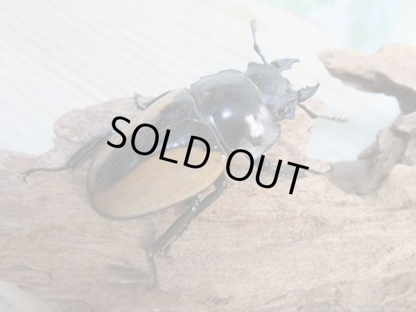 画像4: くろねこチャンネルから入荷☆新成虫☆ブルマイスターツヤクワガタ(長歯)♂95ミリ♀54ミリ1ペア限定販売!! (4)