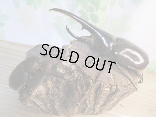 画像5: ☆新成虫☆D.H.ヘラクレス♂145ミリ♀68ミリペア販売!! (5)