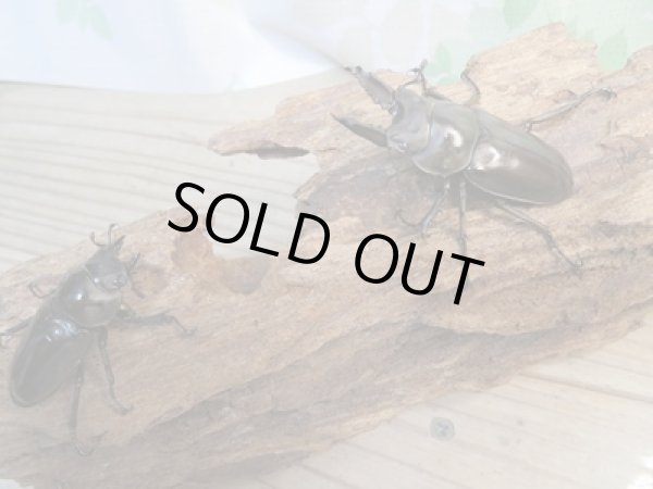 画像5: ☆新成虫☆ババオウゴンオニクワガタ♂56ミリ♀42ミリペア販売!! (5)