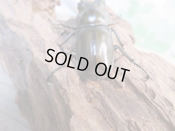 画像3: ☆新成虫☆ババオウゴンオニクワガタ♂51ミリ♀37ミリペア販売!! (3)