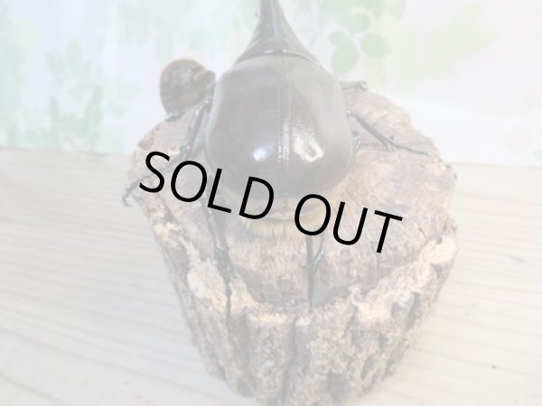 画像3: ☆新成虫☆D.H.ヘラクレス♂138ミリ♀65ミリペア販売！！ (3)
