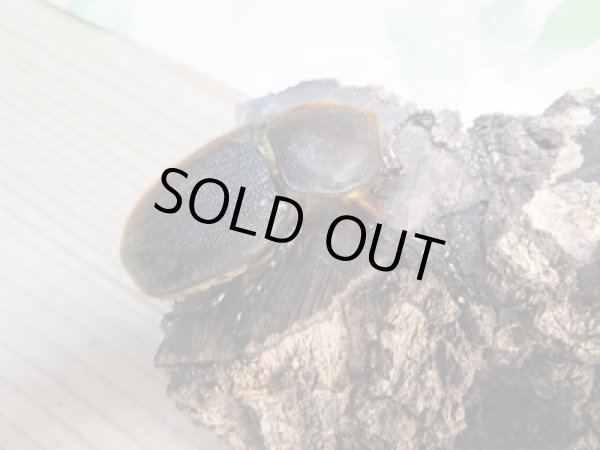 画像4: ☆新成虫☆D.H.ヘラクレス♂145ミリ♀68ミリペア販売!! (4)