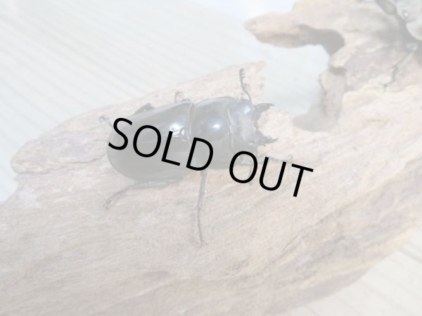 画像4: ☆新成虫☆ババオウゴンオニクワガタ♂51ミリ♀37ミリペア販売!! (4)