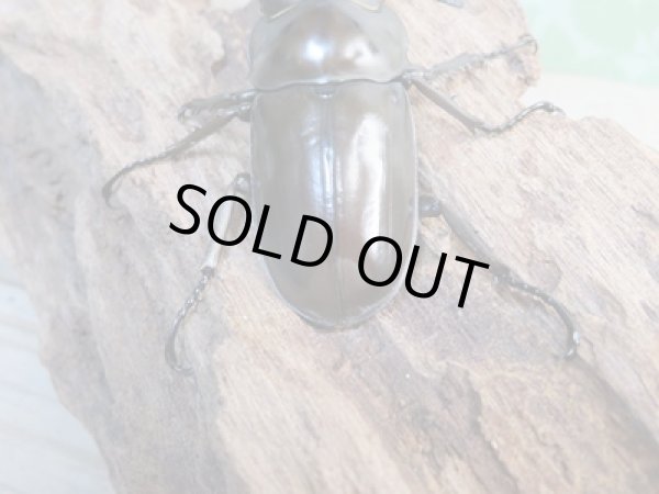 画像3: ☆新成虫☆ババオウゴンオニクワガタ♂56ミリ♀42ミリペア販売!! (3)