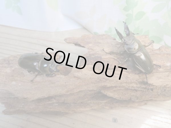 画像5: ☆新成虫☆ババオウゴンオニクワガタ♂57ミリ♀44ミリペア販売!! (5)