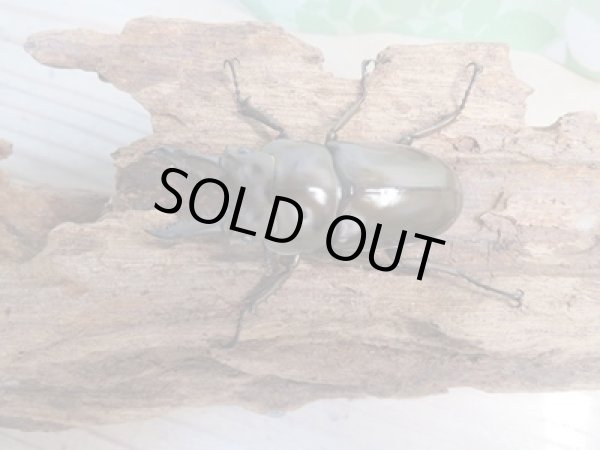 画像2: ☆新成虫☆ババオウゴンオニクワガタ♂55ミリ♀40ミリペア販売!! (2)