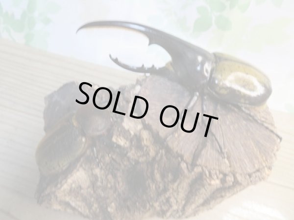 画像5: ☆新成虫☆D.H.ヘラクレス♂137ミリ♀64ミリペア販売!! (5)