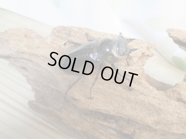 画像4: ☆新成虫☆ババオウゴンオニクワガタ♂56ミリ♀42ミリペア販売!! (4)