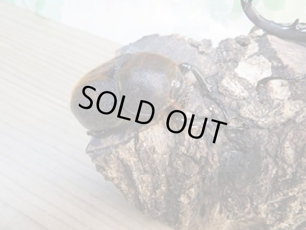 画像4: ☆新成虫☆D.H.ヘラクレス♂138ミリ♀65ミリペア販売！！ (4)