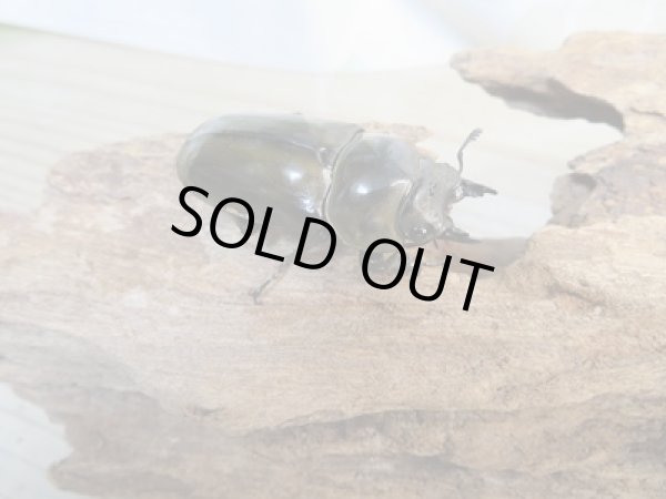 画像4: ☆新成虫☆ババオウゴンオニクワガタ♂57ミリ♀44ミリペア販売!! (4)