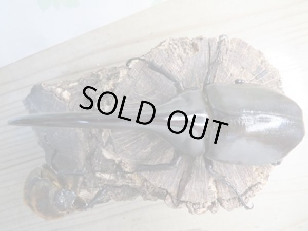 画像2: ☆新成虫☆D.H.ヘラクレス♂138ミリ♀65ミリペア販売！！ (2)