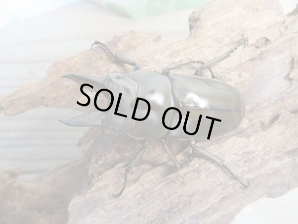 画像2: ☆新成虫☆ババオウゴンオニクワガタ♂51ミリ♀37ミリペア販売!! (2)