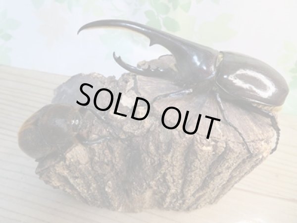 画像5: ☆新成虫☆D.H.ヘラクレス♂138ミリ♀65ミリペア販売！！ (5)