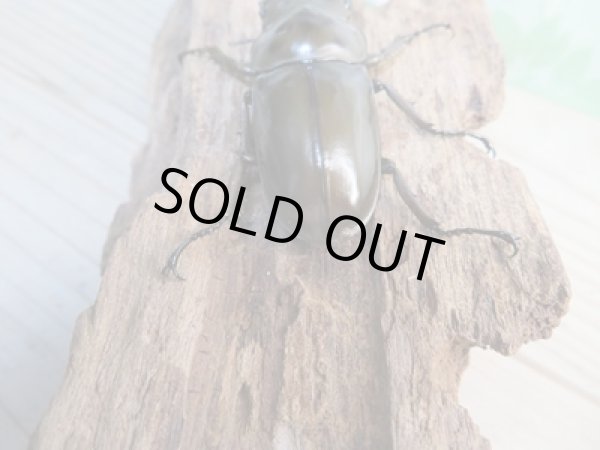 画像3: ☆新成虫☆ババオウゴンオニクワガタ♂55ミリ♀40ミリペア販売!! (3)