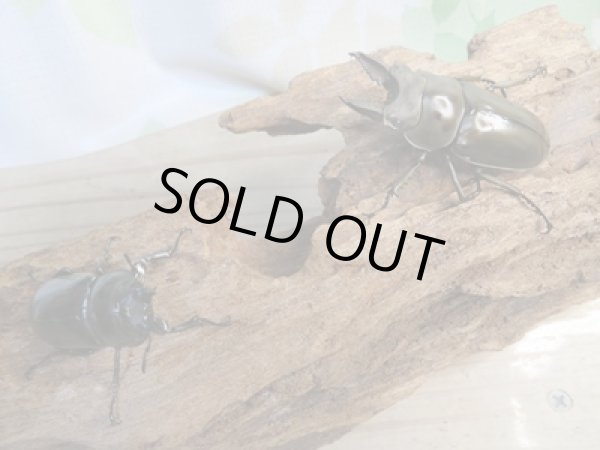 画像5: ☆新成虫☆ババオウゴンオニクワガタ♂51ミリ♀37ミリペア販売!! (5)