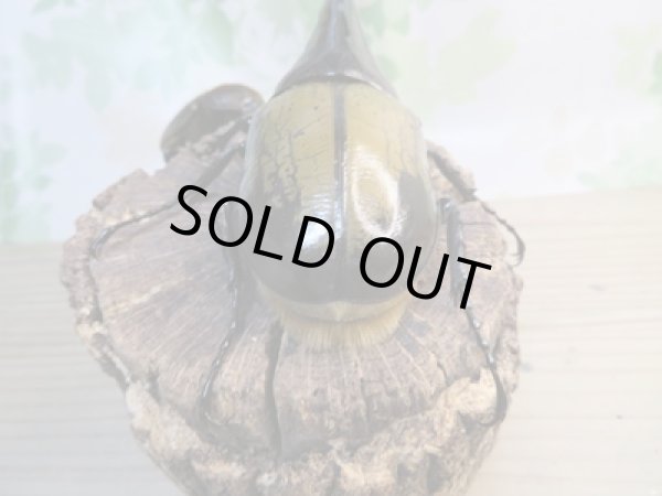 画像3: ☆新成虫☆D.H.ヘラクレス♂137ミリ♀64ミリペア販売!! (3)