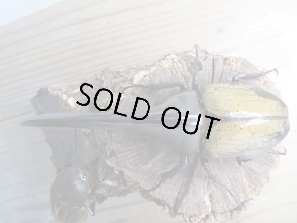 画像2: ☆新成虫☆D.H.ヘラクレス♂137ミリ♀64ミリペア販売!! (2)