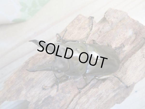 画像2: ☆新成虫☆ババオウゴンオニクワガタ♂57ミリ♀44ミリペア販売!! (2)