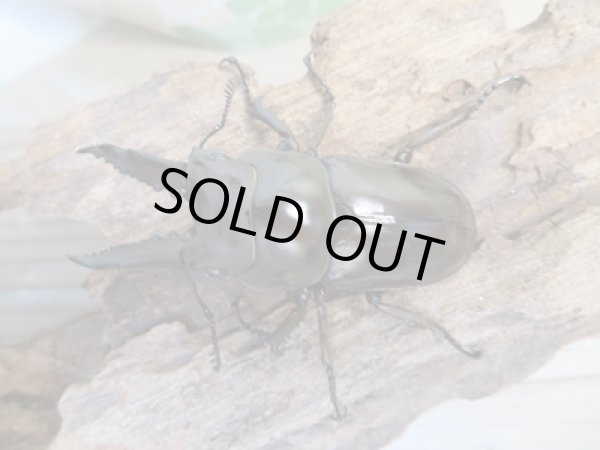 画像2: ☆新成虫☆ババオウゴンオニクワガタ♂56ミリ♀42ミリペア販売!! (2)