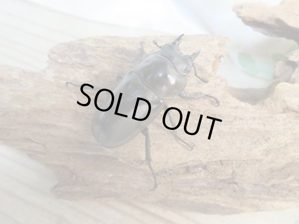 画像4: ☆新成虫☆ババオウゴンオニクワガタ♂55ミリ♀40ミリペア販売!! (4)