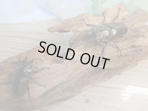 画像5: ☆新成虫☆ババオウゴンオニクワガタ♂55ミリ♀40ミリペア販売!! (5)
