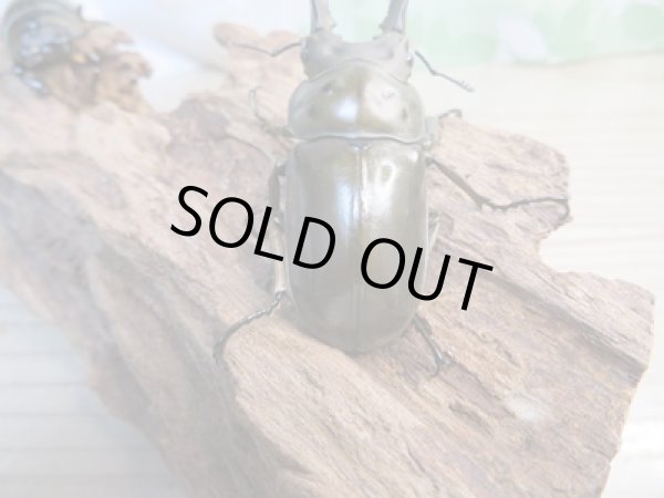 画像3: ☆新成虫☆ババオウゴンオニクワガタ♂57ミリ♀44ミリペア販売!! (3)