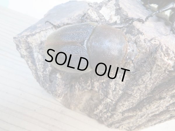 画像4: ☆新成虫☆D.H.ヘラクレス♂137ミリ♀64ミリペア販売!! (4)