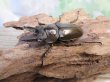 画像1: ☆新成虫☆ババオウゴンオニクワガタ♂55ミリ♀40ミリペア販売！！ (1)