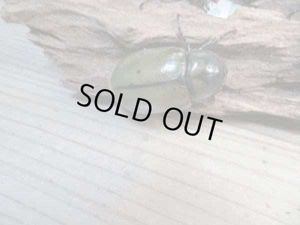 画像4: ☆新成虫☆ミヤシタシロカブト♂63ミリ♀50ミリペア＋♀48ミリ計3頭トリオ販売！！ (4)