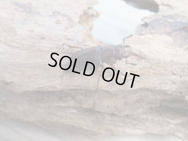 画像4: ☆新成虫☆カツラホソアカクワガタ♂35ミリ♀フリーサイズペア販売!! (4)