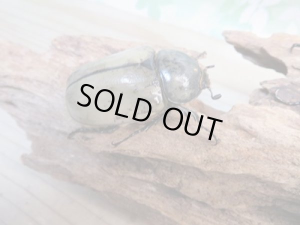 画像4: ☆新成虫☆グラントシロカブト♂70ミリ♀48ミリペア販売!! (4)