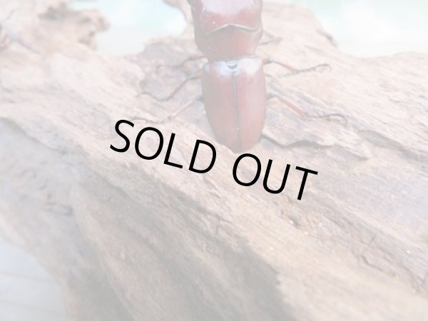 画像3: ☆新成虫☆カツラホソアカクワガタ♂35ミリ♀フリーサイズペア販売!! (3)