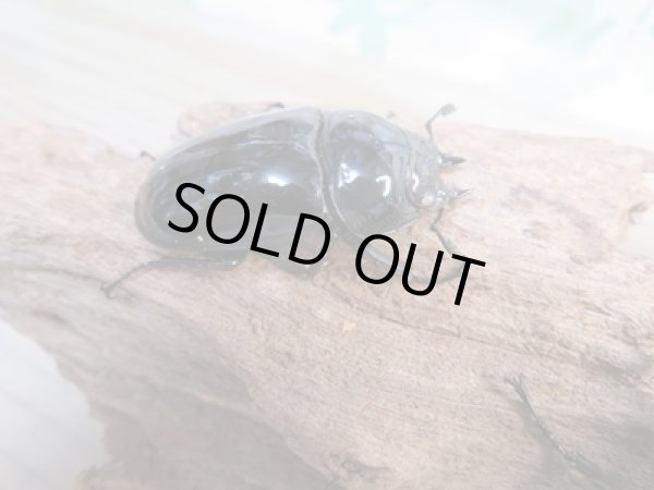 画像5: 新成虫☆ホワイトアイ☆タランドゥスオオツヤクワガタ♂62ミリ♀48ミリペア+♀42ミリ計3頭トリオ販売!! (5)