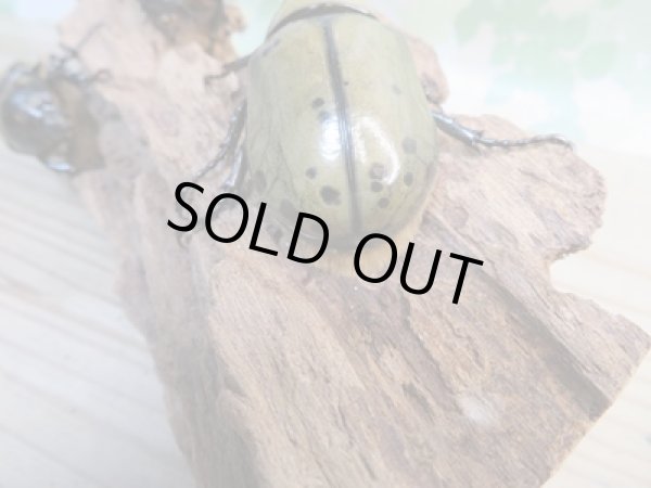 画像3: ☆新成虫☆ミヤシタシロカブト♂63ミリ♀50ミリペア＋♀48ミリ計3頭トリオ販売！！ (3)