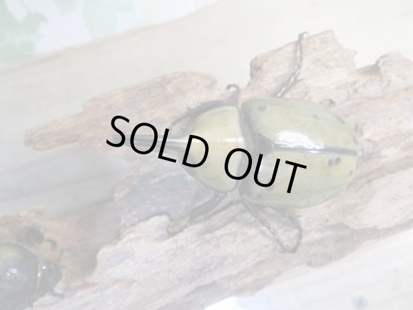 画像2: ☆新成虫☆ミヤシタシロカブト♂63ミリ♀50ミリペア＋♀48ミリ計3頭トリオ販売！！ (2)