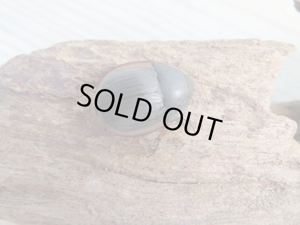 画像4: 新成虫☆WF5☆ウスチャヘクソドン♂♀フリーサイズペア販売!! (4)