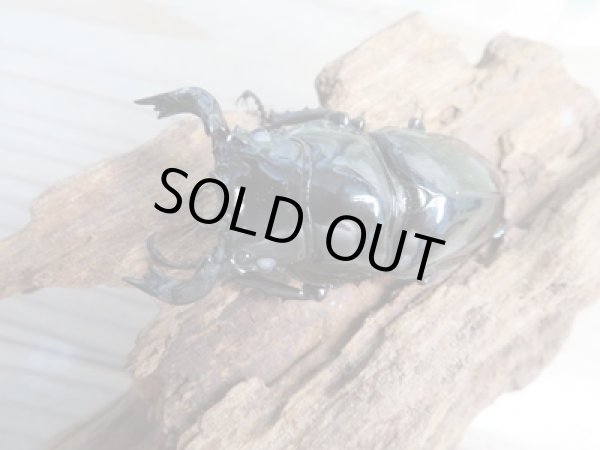 画像2: 新成虫☆ホワイトアイ☆タランドゥスオオツヤクワガタ♂62ミリ♀48ミリペア+♀42ミリ計3頭トリオ販売!! (2)