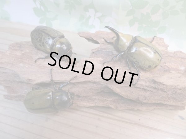 画像6: ☆新成虫☆ミヤシタシロカブト♂63ミリ♀50ミリペア＋♀48ミリ計3頭トリオ販売！！ (6)