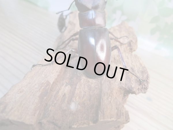 画像3: ☆新成虫☆マンディブラリスフタマタクワガタ(赤マンディ)♂68ミリ♀45ミリペア+♀44ミリ計3頭トリオ販売!! (3)