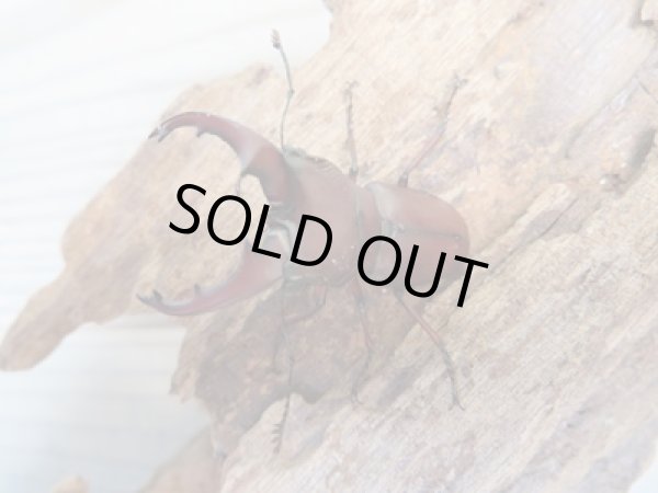 画像2: ☆新成虫☆カツラホソアカクワガタ♂35ミリ♀フリーサイズペア販売!! (2)