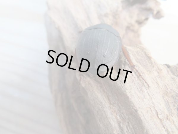 画像3: 新成虫☆WF5☆ウスチャヘクソドン♂♀フリーサイズペア販売!! (3)