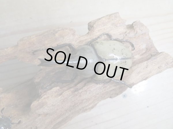 画像2: ☆新成虫☆グラントシロカブト♂70ミリ♀48ミリペア販売!! (2)