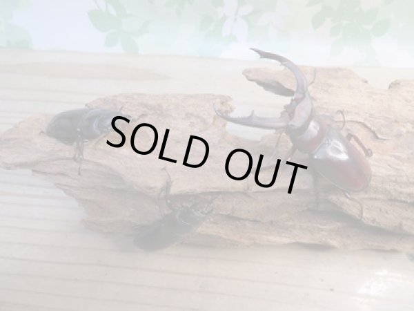 画像6: ☆新成虫☆マンディブラリスフタマタクワガタ(赤マンディ)♂68ミリ♀45ミリペア+♀44ミリ計3頭トリオ販売!! (6)