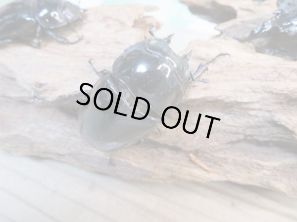 画像4: 新成虫☆ホワイトアイ☆タランドゥスオオツヤクワガタ♂62ミリ♀48ミリペア+♀42ミリ計3頭トリオ販売!! (4)