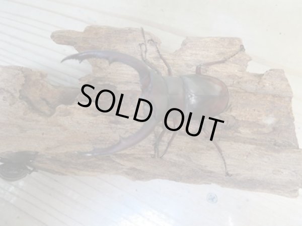 画像2: ☆新成虫☆マンディブラリスフタマタクワガタ(赤マンディ)♂68ミリ♀45ミリペア+♀44ミリ計3頭トリオ販売!! (2)