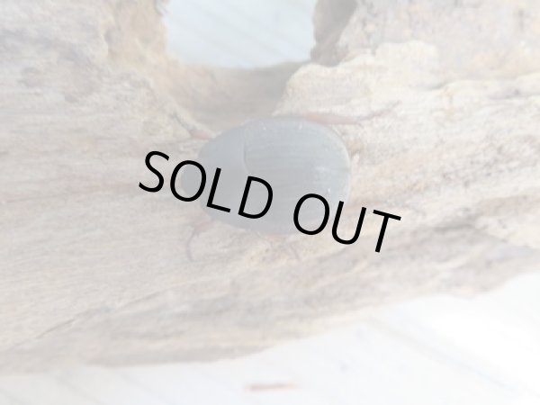 画像2: 新成虫☆WF5☆ウスチャヘクソドン♂♀フリーサイズペア販売!! (2)